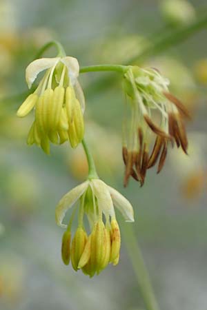 Thalictrum minus \ Kleine Wiesenraute / Lesser Meadow-Rue, A Altaussee 9.7.2020