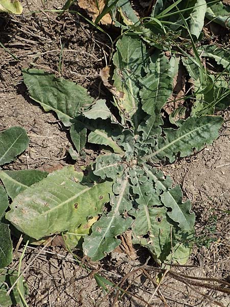 Taraxacum serotinum \ Sptblhender Lwenzahn, Lss-Lwenzahn, A Wien 10.7.2023