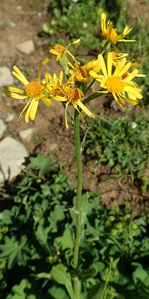 Tephroseris tenuifolia \ Lger-Greiskraut, Schweizer Aschenkraut, A Dachstein, Auretskar 7.7.2020