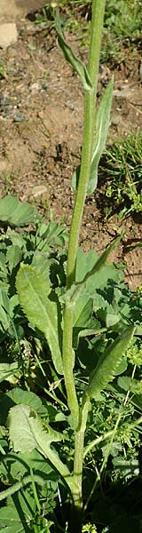 Tephroseris tenuifolia \ Lger-Greiskraut, Schweizer Aschenkraut / Groundsel, A Dachstein, Auretskar 7.7.2020
