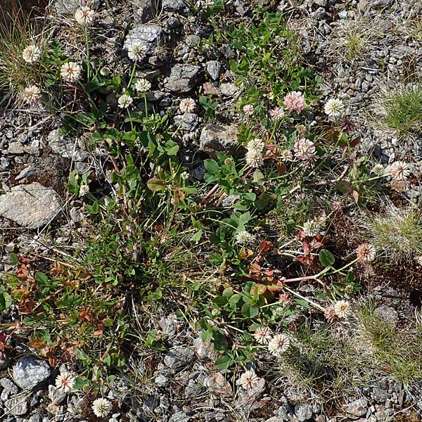 Trifolium thalii / Thal's Clover, A Wölzer Tauern, Kleiner Zinken 24.7.2021