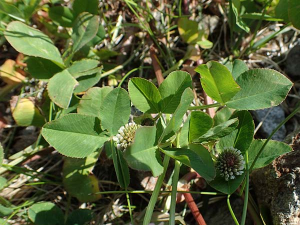 Trifolium thalii / Thal's Clover, A Wölzer Tauern, Kleiner Zinken 24.7.2021