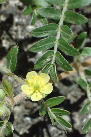 Tribulus terrestris / Small Caltrops, A Seewinkel, Mönchhof 13.7.2023