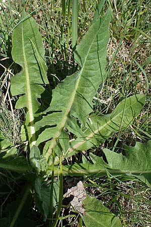 Cichorium intybus \ Gemeine Wegwarte, Zichorie, A Seewinkel,  Illmitz 12.5.2022