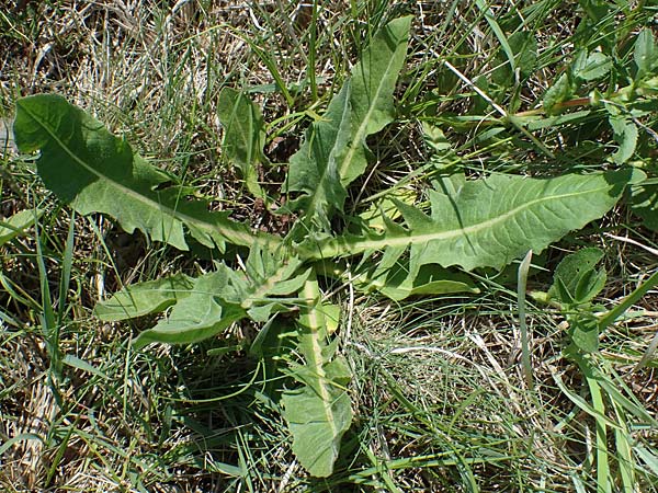 Cichorium intybus \ Gemeine Wegwarte, Zichorie, A Seewinkel,  Illmitz 12.5.2022