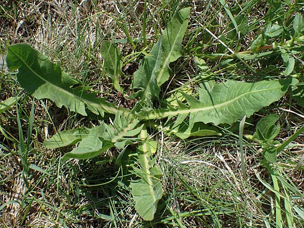 Cichorium intybus \ Gemeine Wegwarte, Zichorie, A Seewinkel, Illmitz 12.5.2022