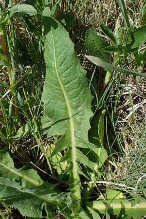 Cichorium intybus \ Gemeine Wegwarte, Zichorie, A Seewinkel, Illmitz 12.5.2022