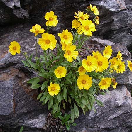 Coreopsis grandiflora \ Groblumiges Mdchenauge, A Millstadt 7.6.2008