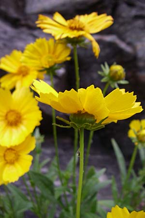 Coreopsis grandiflora / Early Sunrise Tickseed, A Millstadt 7.6.2008