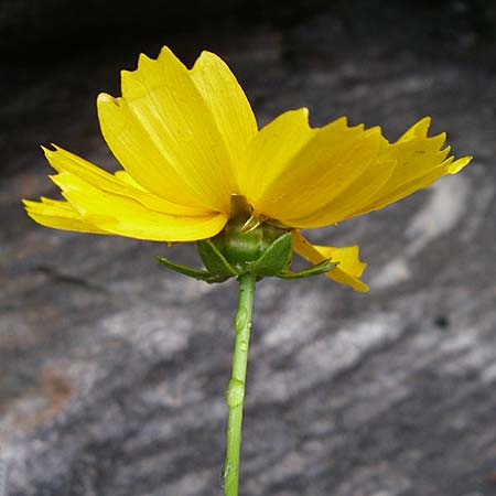 Coreopsis grandiflora \ Groblumiges Mdchenauge, A Millstadt 7.6.2008