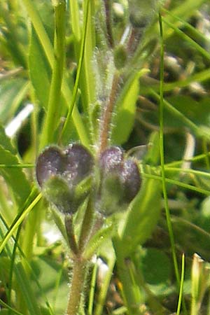 Veronica aphylla \ Nacktstiel-Ehrenpreis, Blattloser Ehrenpreis / Leafless-Stemmed Speedwell, A Kärnten/Carinthia, Petzen 2.7.2010