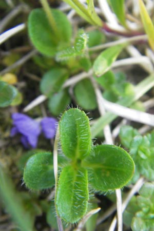 Veronica aphylla / Leafless-Stemmed Speedwell, A Carinthia, Petzen 2.7.2010