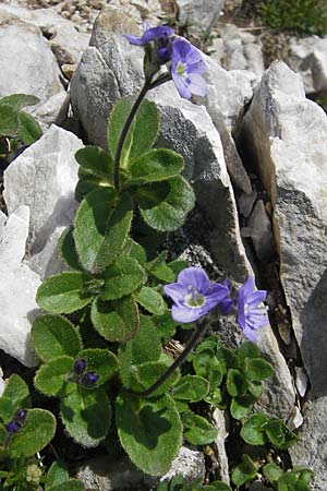 Veronica aphylla \ Nacktstiel-Ehrenpreis, Blattloser Ehrenpreis / Leafless-Stemmed Speedwell, A Trenchtling 3.7.2010