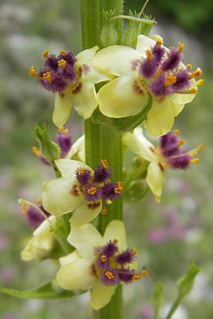 Verbascum alpinum \ Alpen-Knigskerze / Alpine Mullein, A Dachstein 20.7.2010