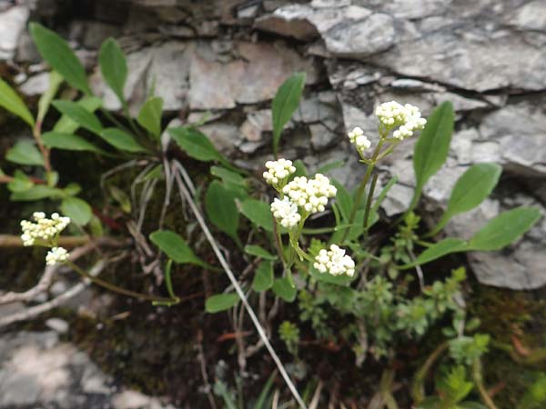 Valeriana saxatilis \ Felsen-Baldrian / Rock Valerian, A Kärnten/Carinthia, Trögerner Klamm 18.5.2016