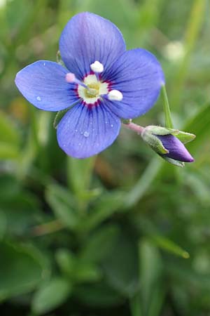 Veronica aphylla \ Nacktstiel-Ehrenpreis, Blattloser Ehrenpreis / Leafless-Stemmed Speedwell, A Trenchtling 3.7.2019