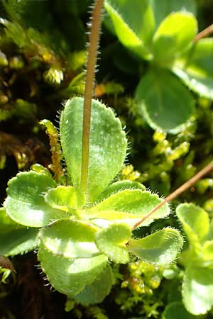 Veronica aphylla \ Nacktstiel-Ehrenpreis, Blattloser Ehrenpreis / Leafless-Stemmed Speedwell, A Dachstein, Auretskar 7.7.2020