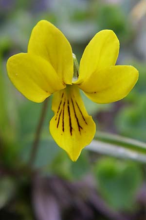 Viola biflora \ Gelbes Veilchen, A Menauer Alm 31.5.2008