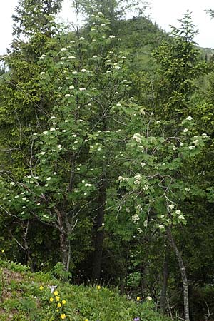 Sorbus aucuparia \ Vogelbeere, Eberesche / Rowan, A Schneealpe 30.6.2020