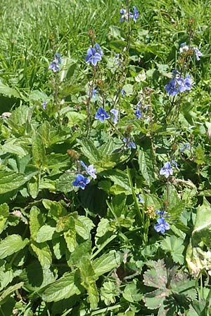 Veronica chamaedrys \ Gamander-Ehrenpreis / Germander Speedwell, A Kärnten/Carinthia, Petzen 8.8.2016