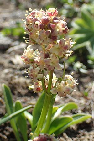 Valeriana celtica subsp. norica \ Norischer Speik, Norischer Baldrian / Alpine Valerian, Valerian Spikenard, A Nockberge, Eisentaler Höhe 10.7.2019