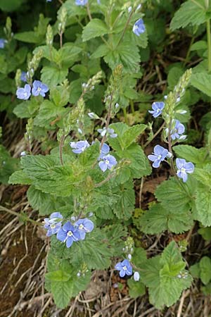 Veronica chamaedrys \ Gamander-Ehrenpreis / Germander Speedwell, A Schneealpe 30.6.2020