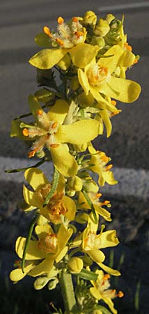 Verbascum lychnitis \ Mehlige Knigskerze, A Klaus 14.7.2007