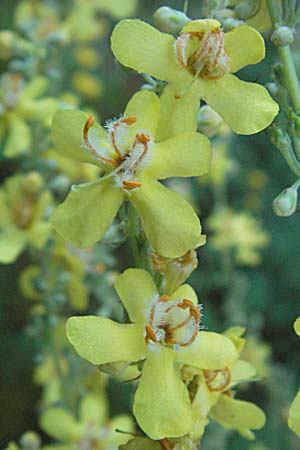 Verbascum lychnitis \ Mehlige Knigskerze, A Klaus 14.7.2007