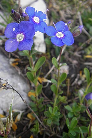 Veronica fruticans \ Felsen-Ehrenpreis / Rock Speedwell, A Kärnten/Carinthia, Petzen 2.7.2010