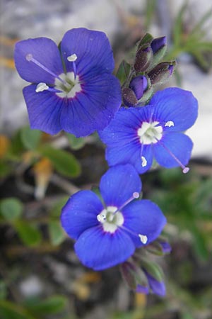 Veronica fruticans / Rock Speedwell, A Carinthia, Petzen 2.7.2010