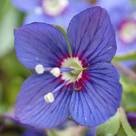 Veronica fruticans / Rock Speedwell, A Schneealpe 30.6.2020