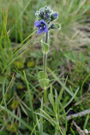 Veronica bellidioides \ Malieb-Ehrenpreis / Dwarf Blue Speedwell, A Wölzer Tauern, Kleiner Zinken 26.6.2021