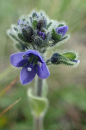 Veronica bellidioides \ Malieb-Ehrenpreis, A Wölzer Tauern, Kleiner Zinken 26.6.2021