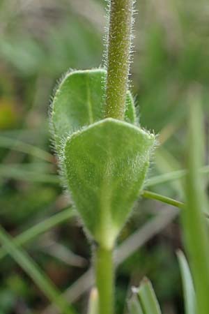 Veronica bellidioides \ Malieb-Ehrenpreis / Dwarf Blue Speedwell, A Wölzer Tauern, Kleiner Zinken 26.6.2021