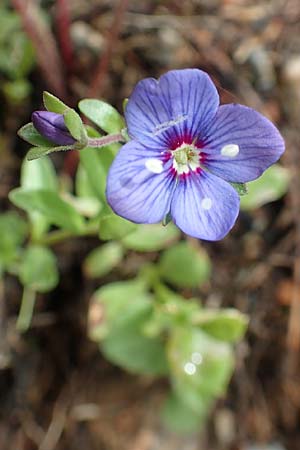 Veronica fruticans / Rock Speedwell, A Schneealpe 30.6.2020