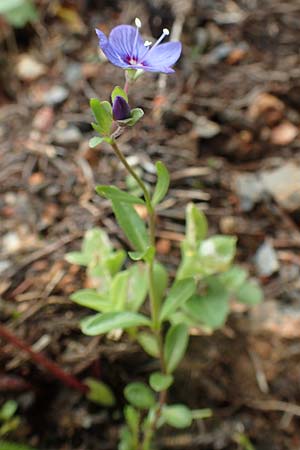 Veronica fruticans \ Felsen-Ehrenpreis / Rock Speedwell, A Schneealpe 30.6.2020