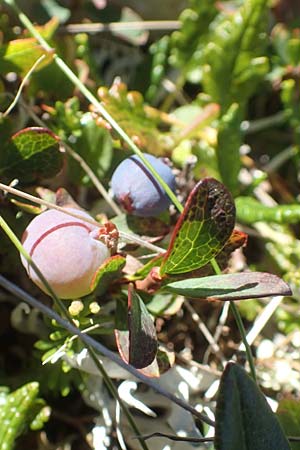 Vaccinium gaultherioides \ Kleinblttrige Moorbeere, A Kärnten, Petzen 8.8.2016