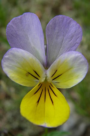 Viola saxatilis \ Gebirgs-Veilchen / Rock Pansy, A Malta - Tal / Valley 7.6.2008