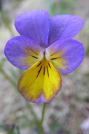 Viola saxatilis / Rock Pansy, A Malta - Valley 7.6.2008