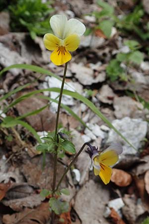 Viola saxatilis \ Gebirgs-Veilchen / Rock Pansy, A Kärnten/Carinthia, Trögerner Klamm 18.5.2016