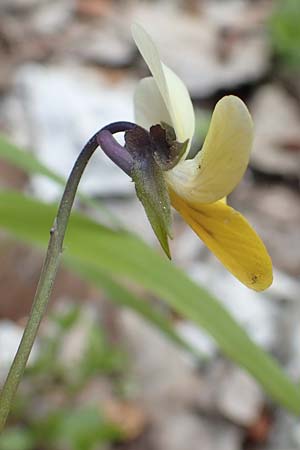 Viola saxatilis / Rock Pansy, A Carinthia, Trögerner Klamm 18.5.2016