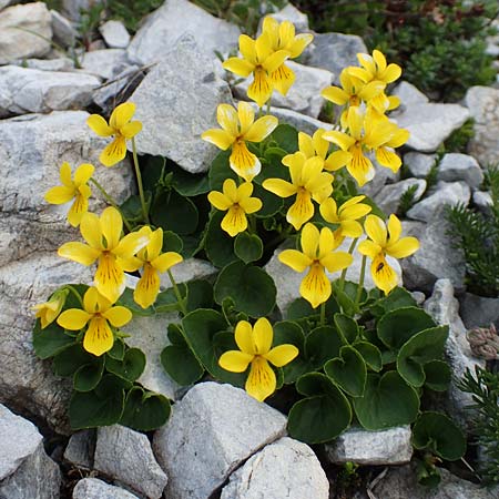 Viola biflora \ Gelbes Veilchen, A Osttirol, Porze 13.7.2019