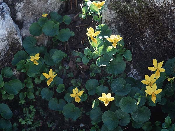 Viola biflora \ Gelbes Veilchen / Alpine Yellow Violet, A Traweng 10.7.1995