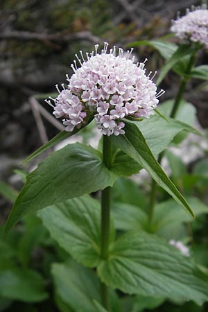 Valeriana montana / Mountain Valerian, A Carinthia, Petzen 2.7.2010