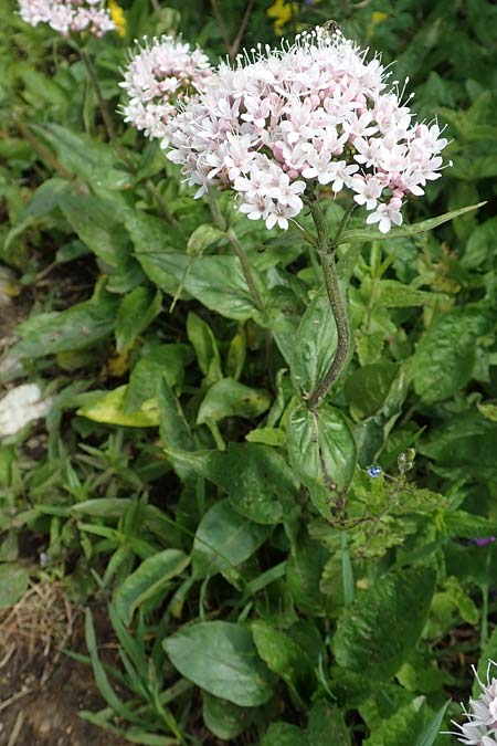 Valeriana montana / Mountain Valerian, A Rax 28.6.2020