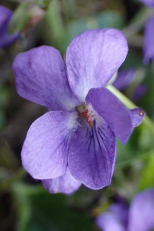 Viola odorata \ Wohlriechendes Veilchen, Mrz-Veilchen, A Perchtoldsdorf 3.4.2023