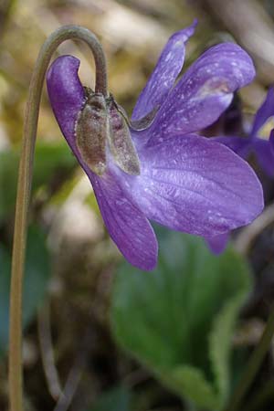 Viola odorata \ Wohlriechendes Veilchen, Mrz-Veilchen, A Perchtoldsdorf 3.4.2023