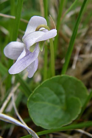 Viola palustris \ Sumpf-Veilchen, A Malta - Tal 7.6.2008