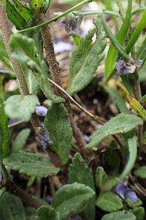 Veronica prostrata subsp. prostrata \ Niederliegender Ehrenpreis / Prostrate Speedwell, A Perchtoldsdorf 7.5.2022