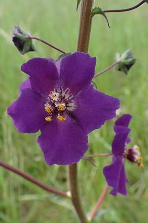 Verbascum phoeniceum \ Violette Knigskerze / Purple Mullein, A Seewinkel, Apetlon 8.5.2022